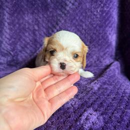 Luciana - Blenheim female Cavalier King Charles Spaniel puppy in Knoxville, Tennessee from Rocky Top Cavapoos