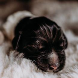 Newfoundland Puppies from Kinson Ridge Giants