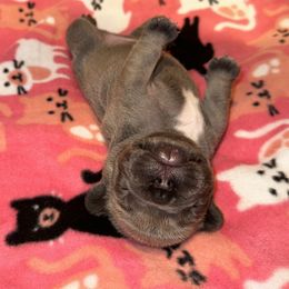 Ted - Blue male French Bulldog puppy in Bolingbrook, Illinois from Flores Frenchies
