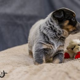 Australian Cattle Dog Puppies from Littletrouble Cattle Dogs