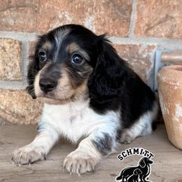 Tinker - Piebald female Dachshund puppy in Ramona, Oklahoma from Schmitt Dachshunds