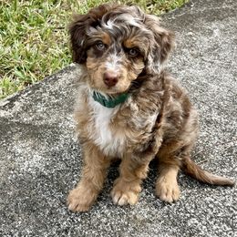 Aussiedoodle and Australian Shepherd Puppies from Autumn's Aussies