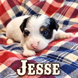 Jesse - Parti male Yorkshire Terrier puppy in Goode, Virginia from Glass Hill Yorkies