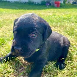 Labrador Retriever Puppies from Our Little Farm