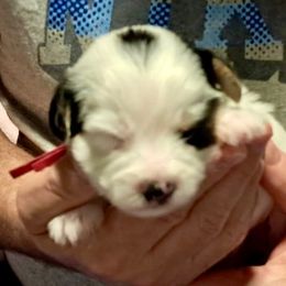 RJ (Hot Pink) - Piebald male Morkie puppy in Martin, Tennessee from Danza Bolo