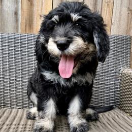 Hei Hey (Yellow)- Ready NOW - male Golden Mountain Doodle puppy in Boiling Springs, South Carolina from OlliePups, LLC