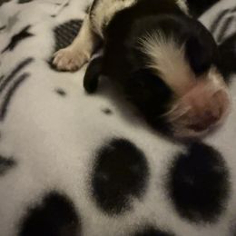 Everest (Ever) - Black white and tan female English Springer Spaniel puppy in Huntingdon, Pennsylvania from Indian Creek Springers and Doxies
