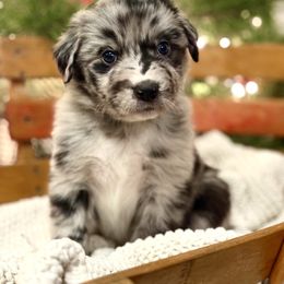 Blue Merle Male (Meyers) - Blue merle male Australian Shepherd puppy in Bouton, Iowa from Beaver Creek Aussies