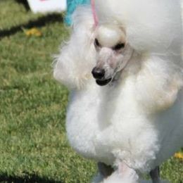 Poodles from Charlene Smutny's Poodles