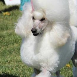 Poodles from Charlene Smutny's Poodles