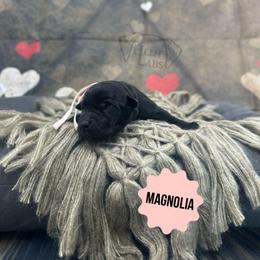 Magnolia - Black female Dilute Retriever puppy in Forest City, Iowa from Helm Labs