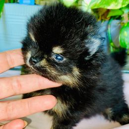 Pixie Noir - Black and tan female Pomeranian puppy in Gilmer, Texas from Fairchild Fancy Pomeranians and Coachella Pomeranians