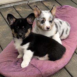 Boy 5 - White and black male Pembroke Welsh Corgi puppy in Moundville, Alabama from Cartee Corgis - Debi Cartee Mills