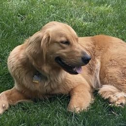 Golden Retrievers from Sam's Goldens