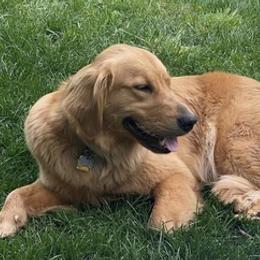 Golden Retrievers from Sam's Goldens
