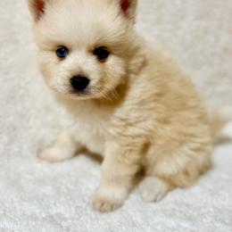 Cream male - White male Pomsky puppy in Lemon Cove, California from Magic Ranch Mini Aussies
