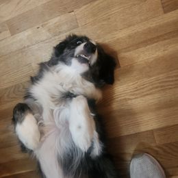 Jester - Border Collie