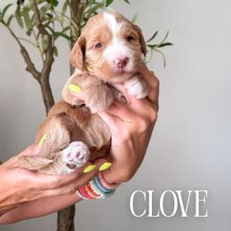 Girl 1 - female Bernedoodle puppy in South Jordan, Utah from Wonderful World Doodles