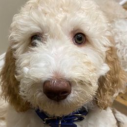 Blue - Female - Fawn and white Sheepadoodle puppy in Hollywood, South Carolina from Pam’s Sheepadoodle’s