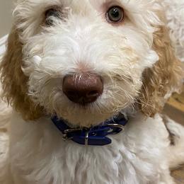 Blue - Female - Fawn and white Sheepadoodle puppy in Hollywood, South Carolina from Pam’s Sheepadoodle’s