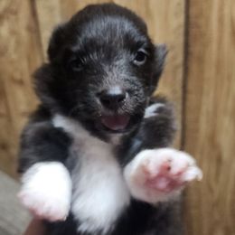 Pixie - Black and white female Shetland Sheepdog puppy in Weedsport, New York from M&M Shelties and Smooch-A-Bulls English Bulldogs