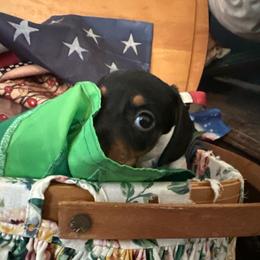 Casanova - Dapple male Dachshund puppy in Vineland, New Jersey from Corgis at the Jersey Shore/Frenchie Connection