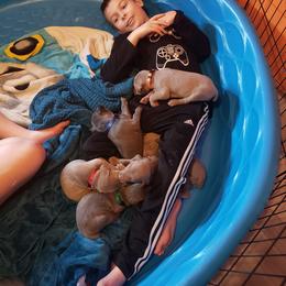 Weimaraner Puppies from Miller's Weimaraners