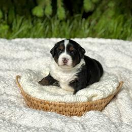 Trooper - Tri-color male Bernedoodle puppy in Bremen, Indiana from Farmland Doodles