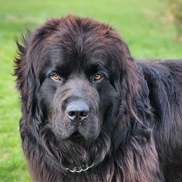 Newfoundlands from Mufasa's Pride (Newfoundland breeder)