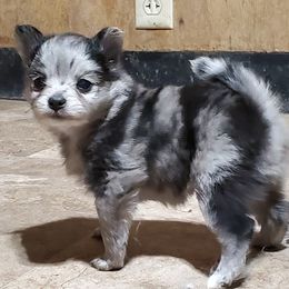 Companion Cross, Papillon, and Pomeranian Puppies from Lovely Ladies and Little Asses Miniature Equines (L3A Pomeranians & Papillons)