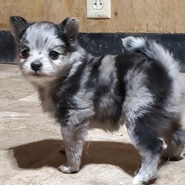 Companion Cross, Papillon, and Pomeranian Puppies from Lovely Ladies and Little Asses Miniature Equines (L3A Pomeranians & Papillons)