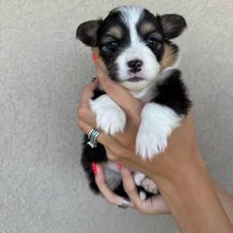 Vicki - Black and tan female Pembroke Welsh Corgi puppy in Benjamin, Utah from Nuna’s  Corgis