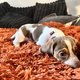 Dachshund Puppies from Boise Best Mini Dachshunds