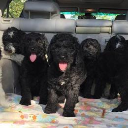 Poodles from Third Day Standards