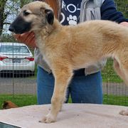 Teddy Bear - Gold sable male Borzoi puppy in Washougal, Washington from Agust Borzoi