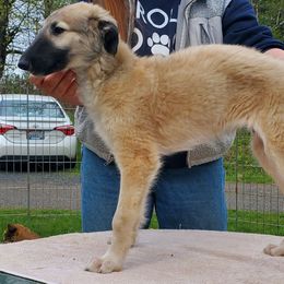Teddy Bear - Gold sable male Borzoi puppy in Washougal, Washington from Agust Borzoi