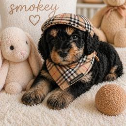 Smokey - Merle male Goldendoodle puppy in Aurora, Illinois from Chicago Goldendoodles