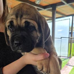 Black collar - Fawn male Cane Corso puppy in Lewistown, Montana from Corsi Amore Kennels