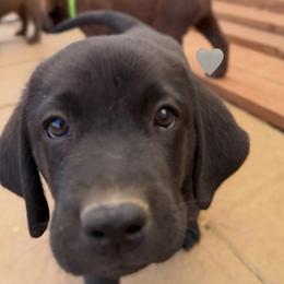 White Collar - Black male Labrador Retriever puppy in Somerset, California from Cantina Labs and Cavs
