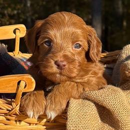 Munchkin - Red male Australian Labradoodle puppy in Decatur, Alabama from Southern Meadows Doodles