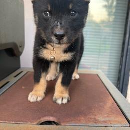Hana - Black & tan female Shikoku Ken puppy in Tribbey, Oklahoma from Osaka Ninken Shikoku