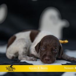 Boo (please fill out an application if interested) - Liver roan male German Shorthaired Pointer puppy in Greensburg, Kentucky from Nosam Kennels- Hungarian Vizslas, and German Shorthairs Located in Kentucky