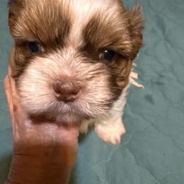 Meadow - Brindle female Shih Tzu puppy in Temple, Pennsylvania from Kathy Diego's Shih Tzus