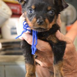 BLUE COLLAR - Black and mahogany male Rottweiler puppy in Dawson Springs, Kentucky from Lakeview Rottweilers