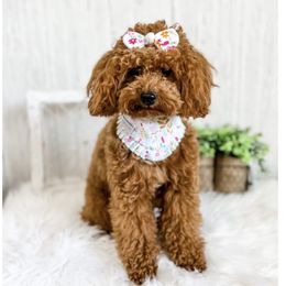 Coco - Cavapoo