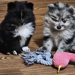 Pomeranian and Yorkshire Terrier Puppies from Pam Ackley