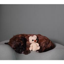 Sneezy (Black Collar) - Black male Shihpoo puppy in Las Vegas, Nevada from Plush Toy Poodle Puppies & Pals