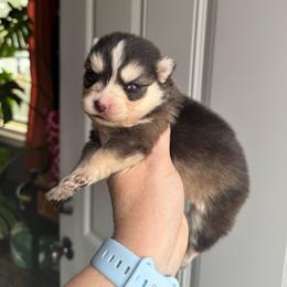 Selene - Black and white female Pomsky puppy in Boonville, Indiana from Elysian Pomskies