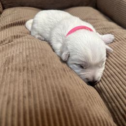 Pink Collar - West Highland White Terrier puppy from Emily's West Highland White Terriers