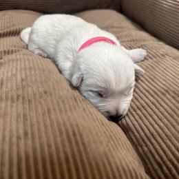 Pink Collar - West Highland White Terrier puppy from Emily's West Highland White Terriers